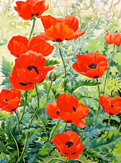 Garden Red Poppies (watercolour on paper) 作者 克里斯托弗·莱兰