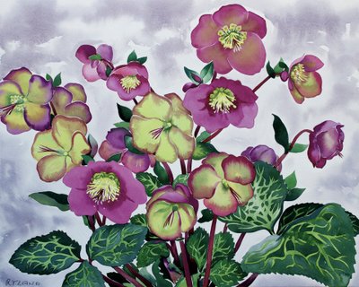 嚏根草属（2） 作者 克里斯托弗·莱兰