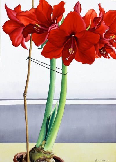 Red Amaryllis 2 (watercolour on paper) 作者 克里斯托弗·莱兰