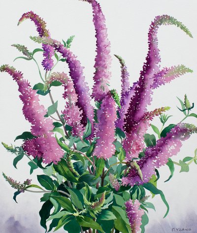 Wild Buddleia 作者 克里斯托弗·莱兰