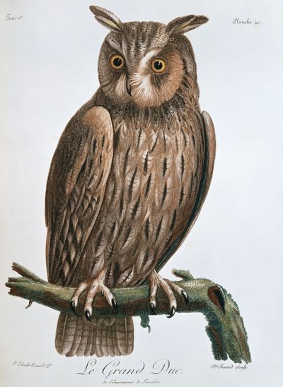 大公爵“，鹰猫头鹰，1799-1808年 作者 克劳德·费萨德