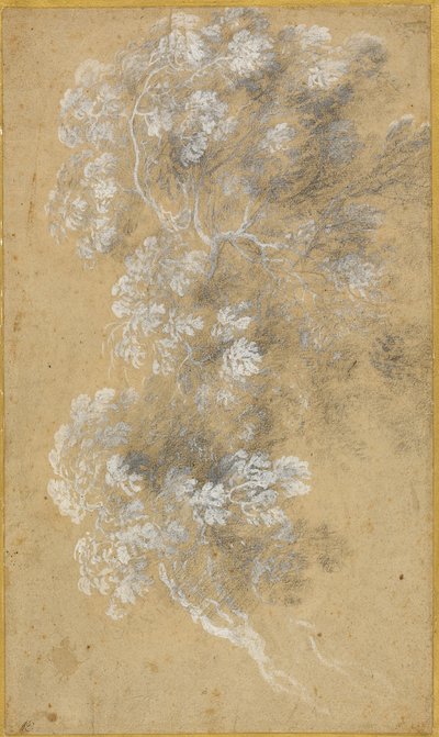 枝叶素描 作者 克劳德·洛兰