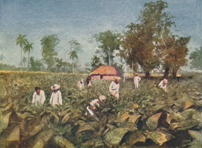 古巴烟草种植园，1916年 作者 克劳德·普拉特（Claude Pratt）