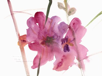 蜀葵，1988年（水彩画） 作者 克劳迪娅·哈钦斯（Claudia Hutchins）