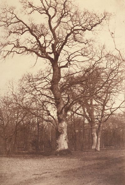 Bois de Boulogne的树木研究 作者 Comte Olympe Aguado