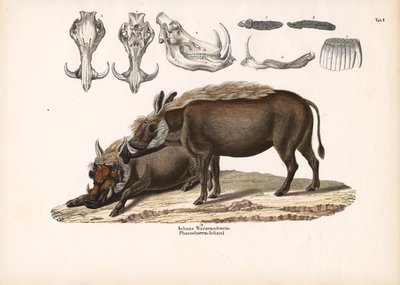 艾利安的疣猪与头骨解剖图 作者 康拉德库尔