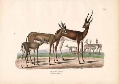 半沙漠中的阿拉伯大羚羊 作者 康拉德库尔