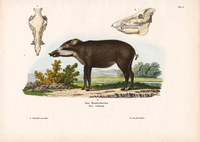 带解剖细节的带状猪 作者 康拉德库尔