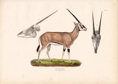 贝萨羚羊与头骨景观 作者 康拉德库尔