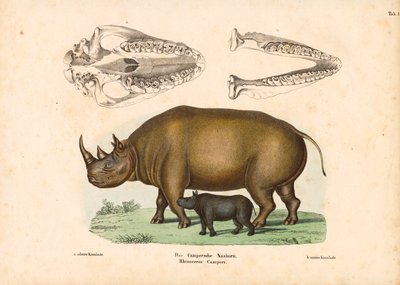 带有小牛和头骨图案的露营犀牛 作者 康拉德库尔