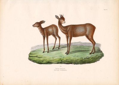 格里斯博克角 作者 Conrad Kull