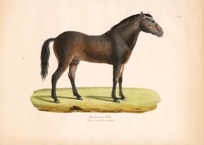 卷毛马 作者 康拉德库尔