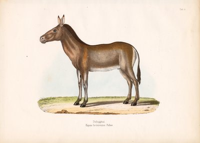 蒙古野驴 作者 康拉德库尔