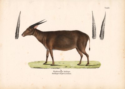 扁角羚羊 作者 康拉德库尔