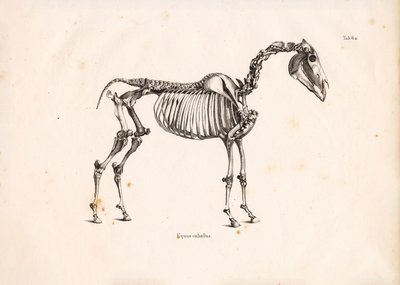 马骨架 作者 Conrad Kull