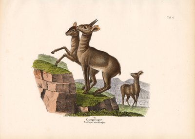 Klipspringer 作者 康拉德库尔