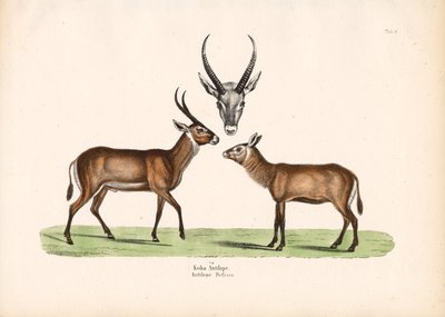 科巴羚羊 作者 康拉德库尔