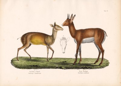 纳塔尔羚羊和山地羚羊 作者 康拉德库尔