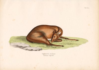 休息姿势的奥格比潜水员 作者 康拉德库尔