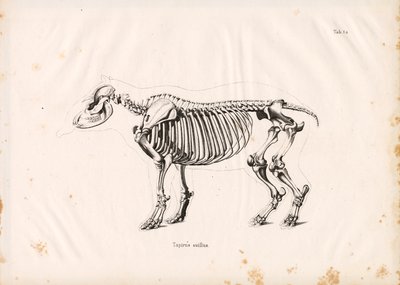 低地貘的骨骼 作者 Conrad Kull