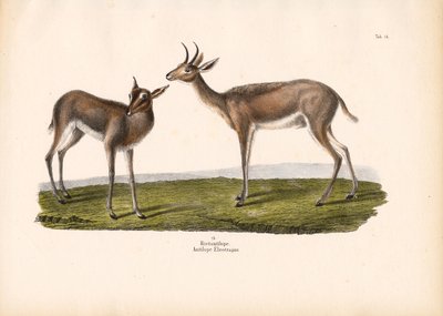 南方苇鸭 作者 康拉德库尔