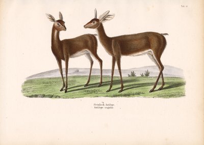 摩羯座 作者 康拉德库尔