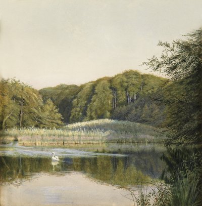 帕丁顿池塘上的天鹅，1860年代（纸上的wc） 作者 康斯坦斯·菲洛特