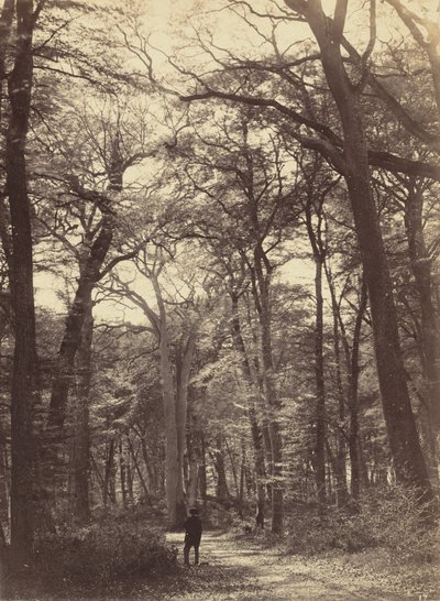 森林景象，约1865年。 作者 康斯坦·亚历山大·法明