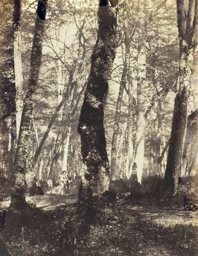巴比松森林中的研究，186069。 作者 康斯坦·亚历山大·法明