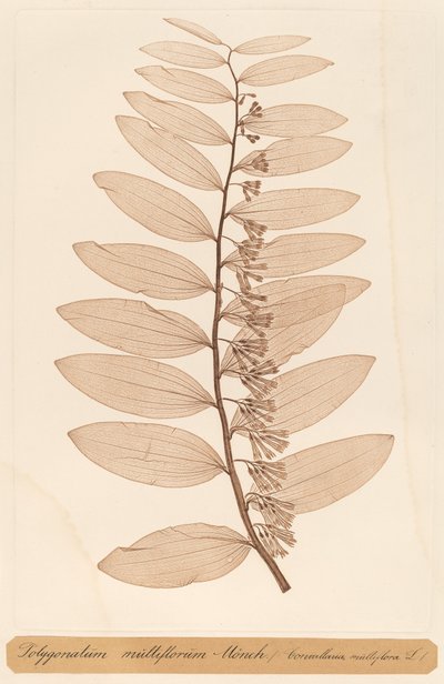 蓼属植物 蒙奇 作者 康斯坦丁·冯·埃廷豪森和阿洛伊斯·波科尔尼