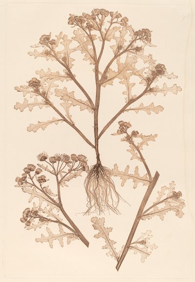 塞纳西奥（Senecio viscosus 作者 康斯坦丁·冯·埃廷豪森和阿洛伊斯·波科尔尼