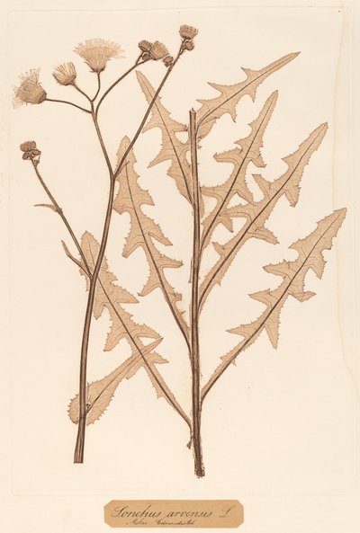 苣荬菜（Sonchus arvensis） 作者 康斯坦丁·冯·埃廷豪森和阿洛伊斯·波科尔尼