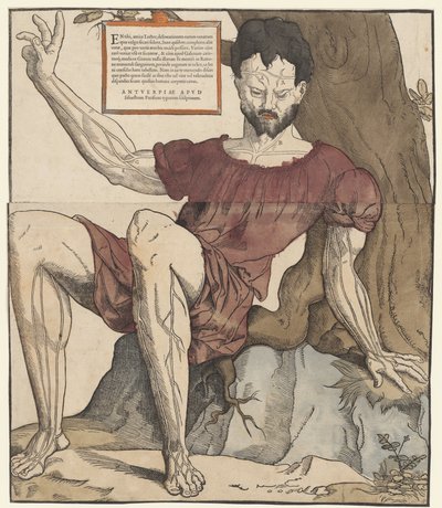 人体的血管 作者 Cornelis Anthonisz。