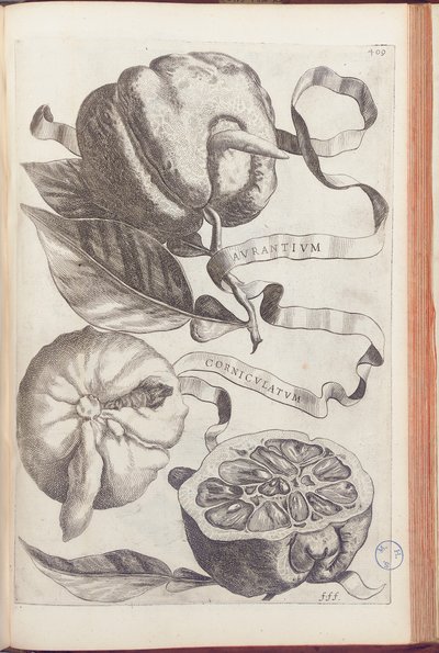 乔瓦尼·巴蒂斯塔·法拉利（Giovanni Battista Ferrari）于1646年将橙板409放回《 Hesperus，热力学的奥勒鲁姆文化与实践四方组合》中 作者 科尼利斯·布洛埃马特（Cornelis Bloemaert）