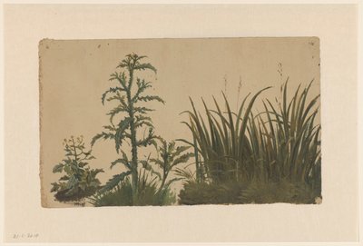 蓟和甘蔗 作者 科内利斯·约翰内斯·德·沃格尔