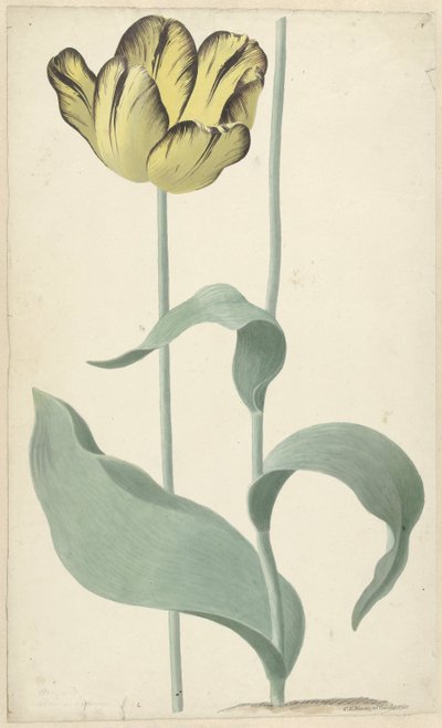 作者：Tulp Bizard Louis d