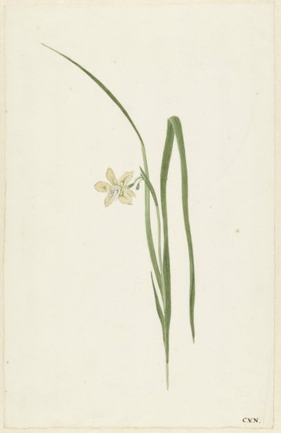 鸢尾花 作者 科内利斯·范·诺德
