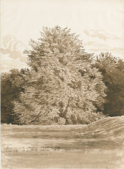 Wrottesley Hall-灌木丛：棕褐色绘画，1820年 作者 科尼利厄斯·瓦利