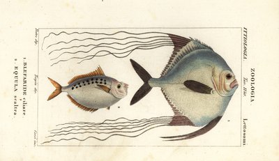 非洲鲳（Alectis ciliaris、Blepharis ciliaris、Blefaride ciliare 1）和马鱼（Poulain ruse、Leiognathus equulus 2）。 作者 科西科西