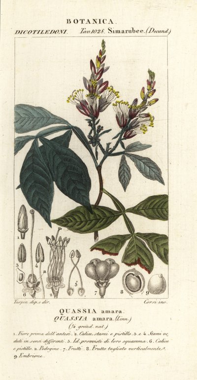苦木、苦灰木、苦木或 hombre grande、Quassia amara 作者 科西科西