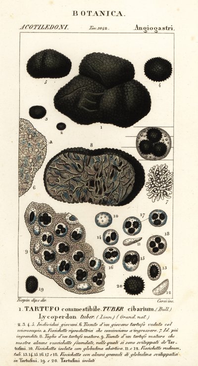 黑松露，黑孢块菌（Tuber cibarium, Tartufo commestibile, Lycoperdon tuber) 作者 科西科西