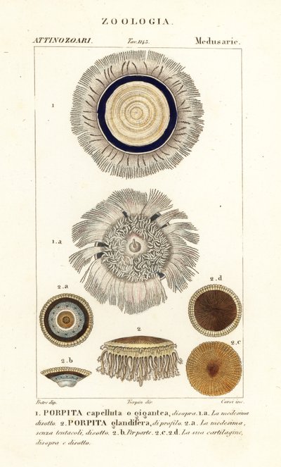 蓝色按钮，Porpita porpita 1,2 作者 科西科西