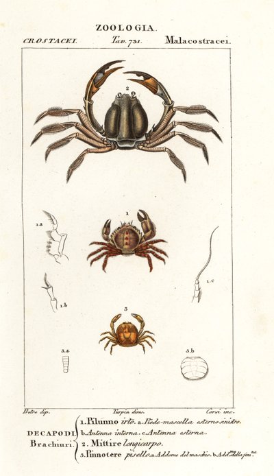刺蟹 Pilumnus hirtellus 1、浅蓝兵蟹 Mictyris longicarpus 2、豌豆蟹 Pinnotheres pisum 3 作者 科西科西