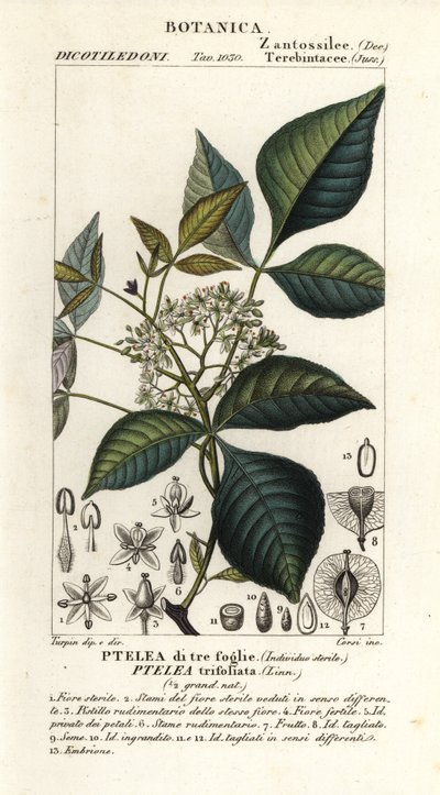 常见的啤酒花树，Ptelea trifoliata，三叶 Ptelea 作者 科西科西