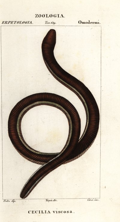 普通黄带蚓螈，Ichthyophis glutinosus 作者 科西科西