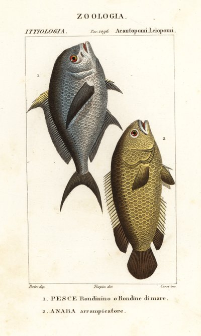 豆娘 Chromis chromis 1 和攀缘鲈 Anabas testudineus 2 作者 科西科西