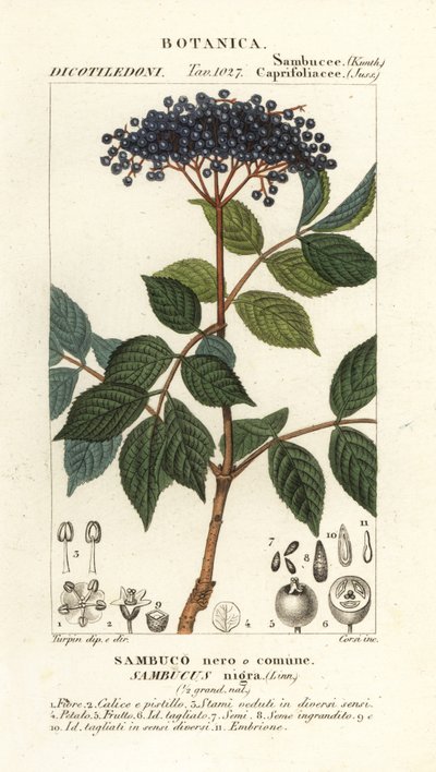 欧洲黑接骨木，Sambucus nigra, Sambuco nero o comune 作者 科西科西