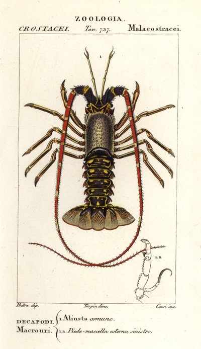 欧洲大龙虾，Palinurus elephas 作者 科西科西
