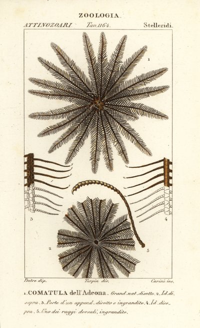 羽毛星壳类动物，Oligometrides adeonae，Comatula adeonae，Comatula dellAdeona 作者 科西科西