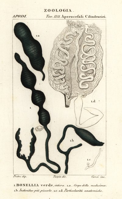 绿勺虫、Bonellia viridis 作者 科西科西